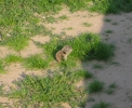 PICTURES/Picacho Peak & Casa Grande/t_Round Tail Ground Squirrel1.jpg